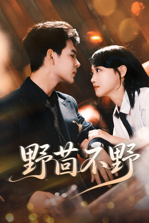 野茴不野（67集）短剧完整版免费