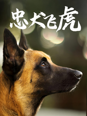 【忠犬飞虎】33集短剧免费完整观看