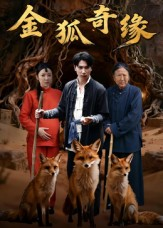 金狐奇缘（42集）追风的女孩短剧